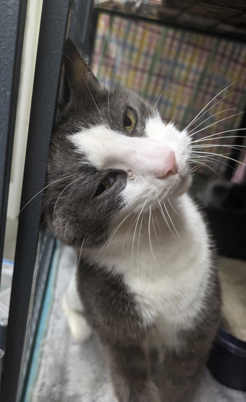 AIDEN - Domestic Short Hair available for adoption