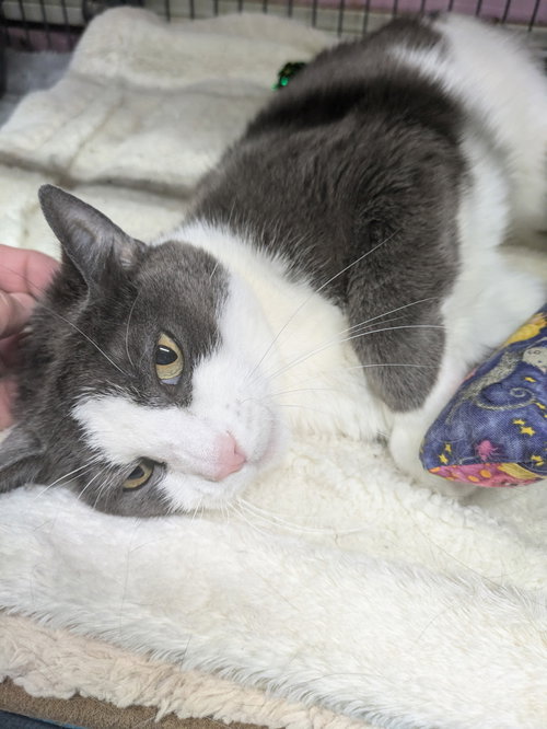 AIDEN - Domestic Short Hair available for adoption