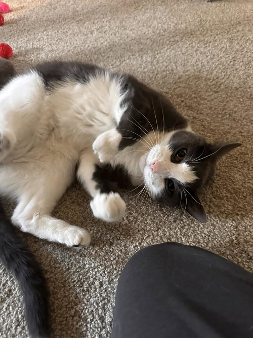 Aiden, an adoptable Domestic Short Hair in Cincinnati, OH