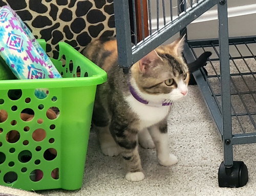 Rebecca, Young Calico / Domestic Short Hair (long coat), cat for adoption in Cincinnati, Ohio