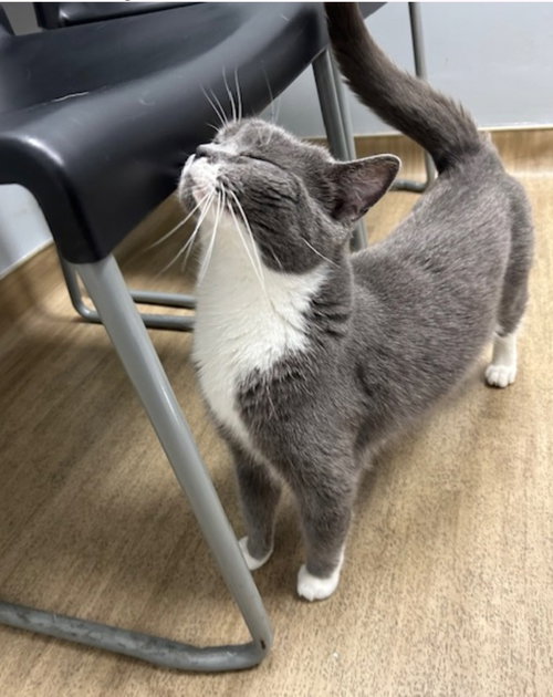 LUCY - Domestic Short Hair available for adoption