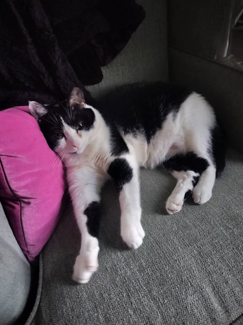 ZZ "MILO" COURTESY LISTING - Domestic Short Hair available for adoption