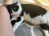 zz "Milo" courtesy listing - Photo 4