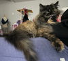 adoptable Cat in  named Penny