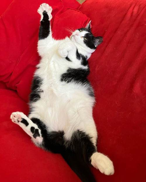 picture of the cat needing adoption