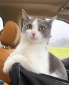 Tinker - Photo 1