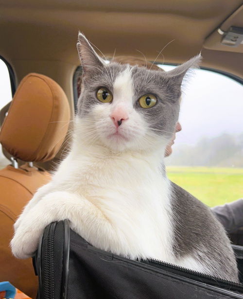 picture of the cat needing adoption