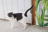 Tinker - Photo 2