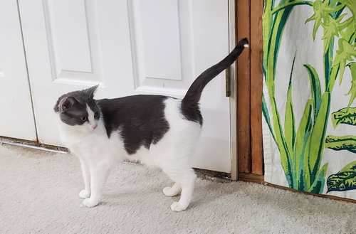 TINKER - Domestic Short Hair available for adoption