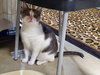 Tinker - Photo 4