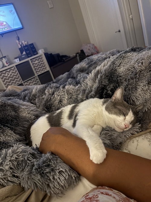 picture of the cat needing adoption