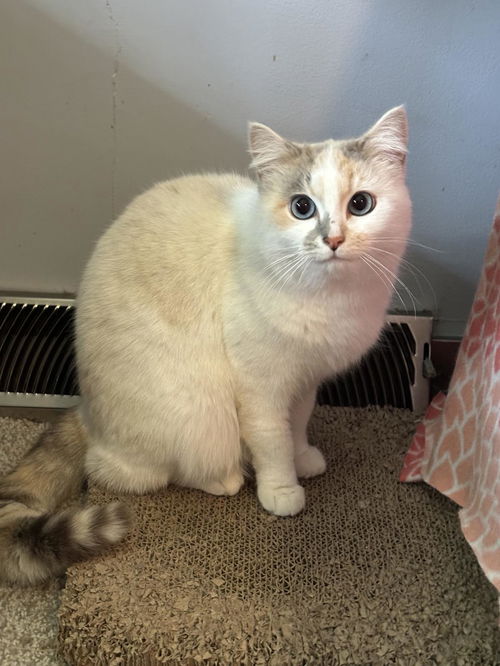picture of the cat needing adoption