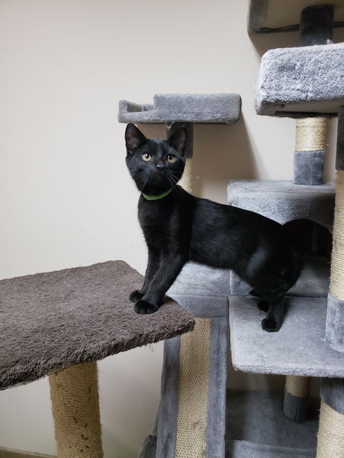 picture of the cat needing adoption