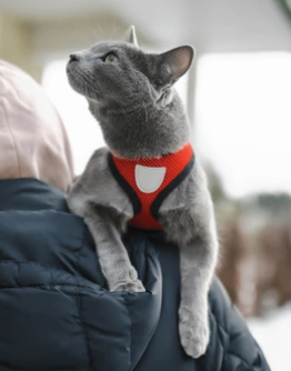 picture of the cat needing adoption