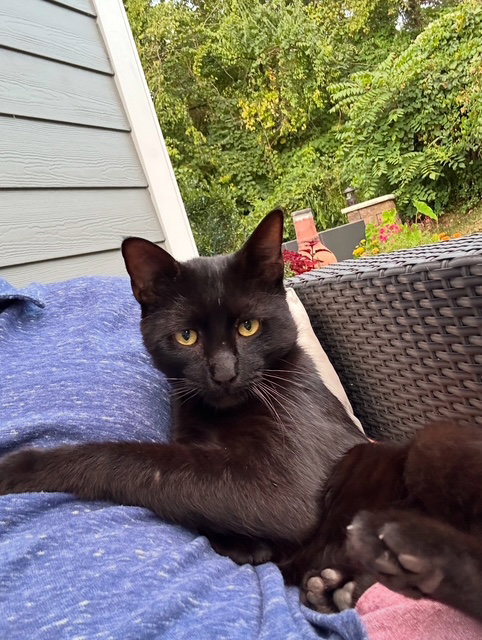 ZZ "LARRY" COURTESY LISTING - Domestic Short Hair available for adoption