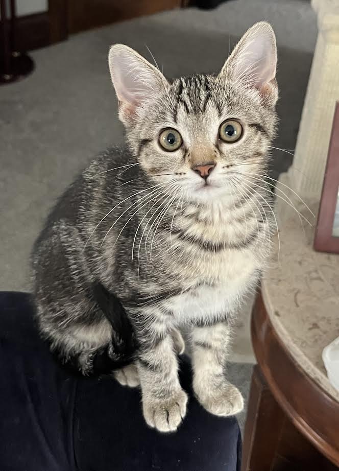 adoptable Cat in Cincinnati, OH named Isabel
