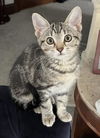 adoptable Cat in  named Isabel