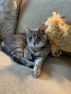 zz "Tiger and Phyllis" courtesy listing - Photo 3
