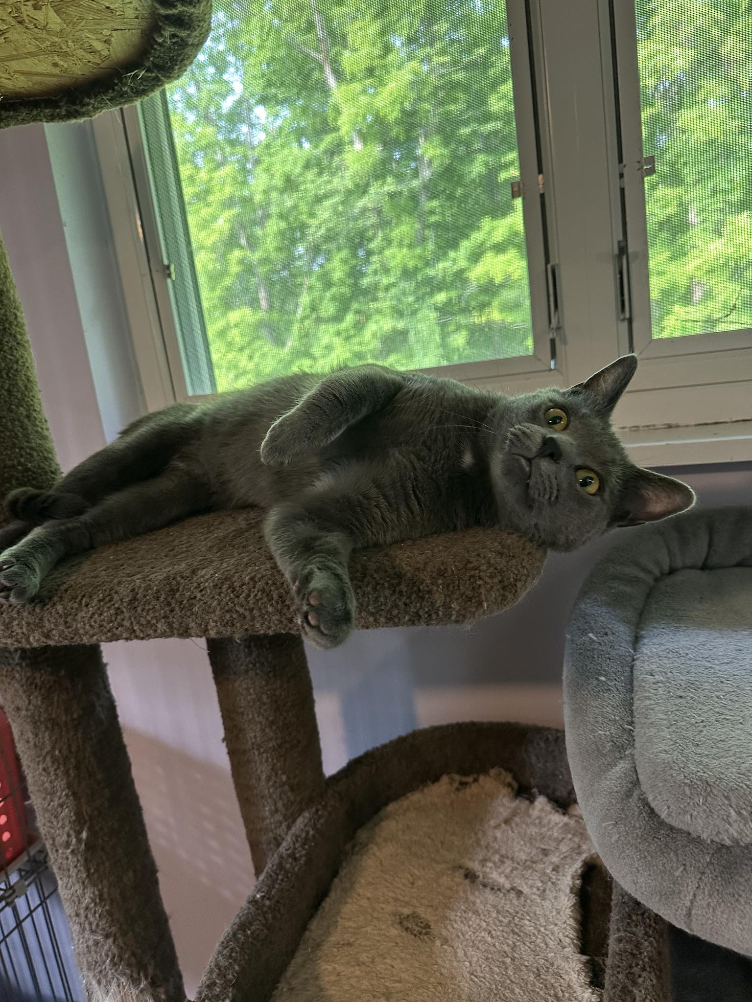 adoptable Cat in Cincinnati, OH named Pickle