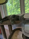 adoptable Cat in  named Pickle