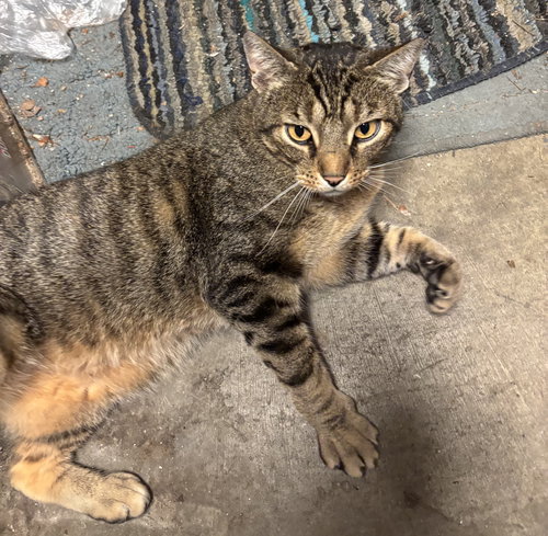 ZZ "WOODY" COURTESY LISTING - Domestic Short Hair / Tabby available for adoption