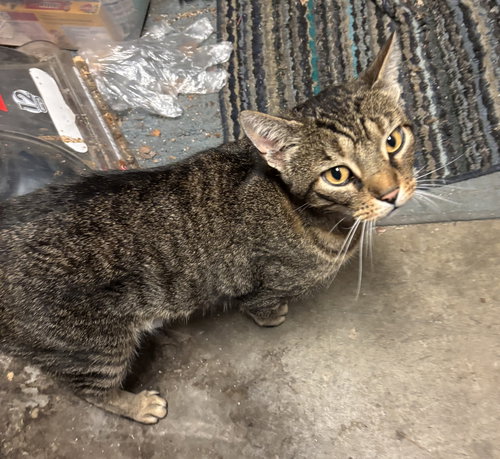 ZZ "WOODY" COURTESY LISTING - Domestic Short Hair / Tabby available for adoption