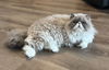 adoptable Cat in  named zz "Mai and Tai" courtesy listing