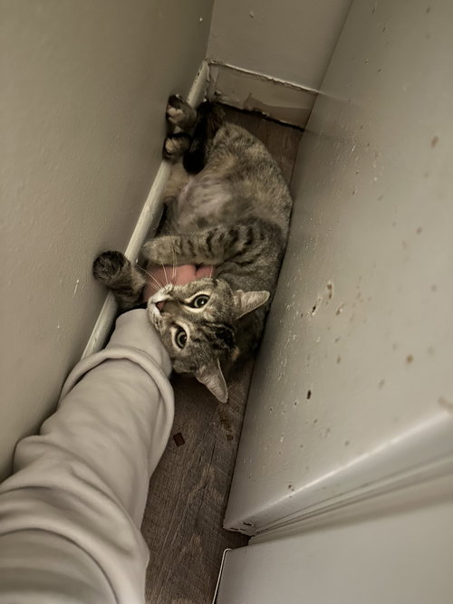 ZZ "PONCHO" COURTESY LISTING - Tabby available for adoption