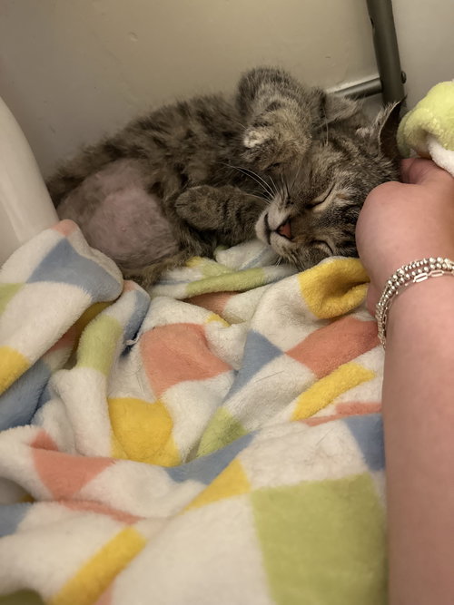 ZZ "PONCHO" COURTESY LISTING - Tabby available for adoption