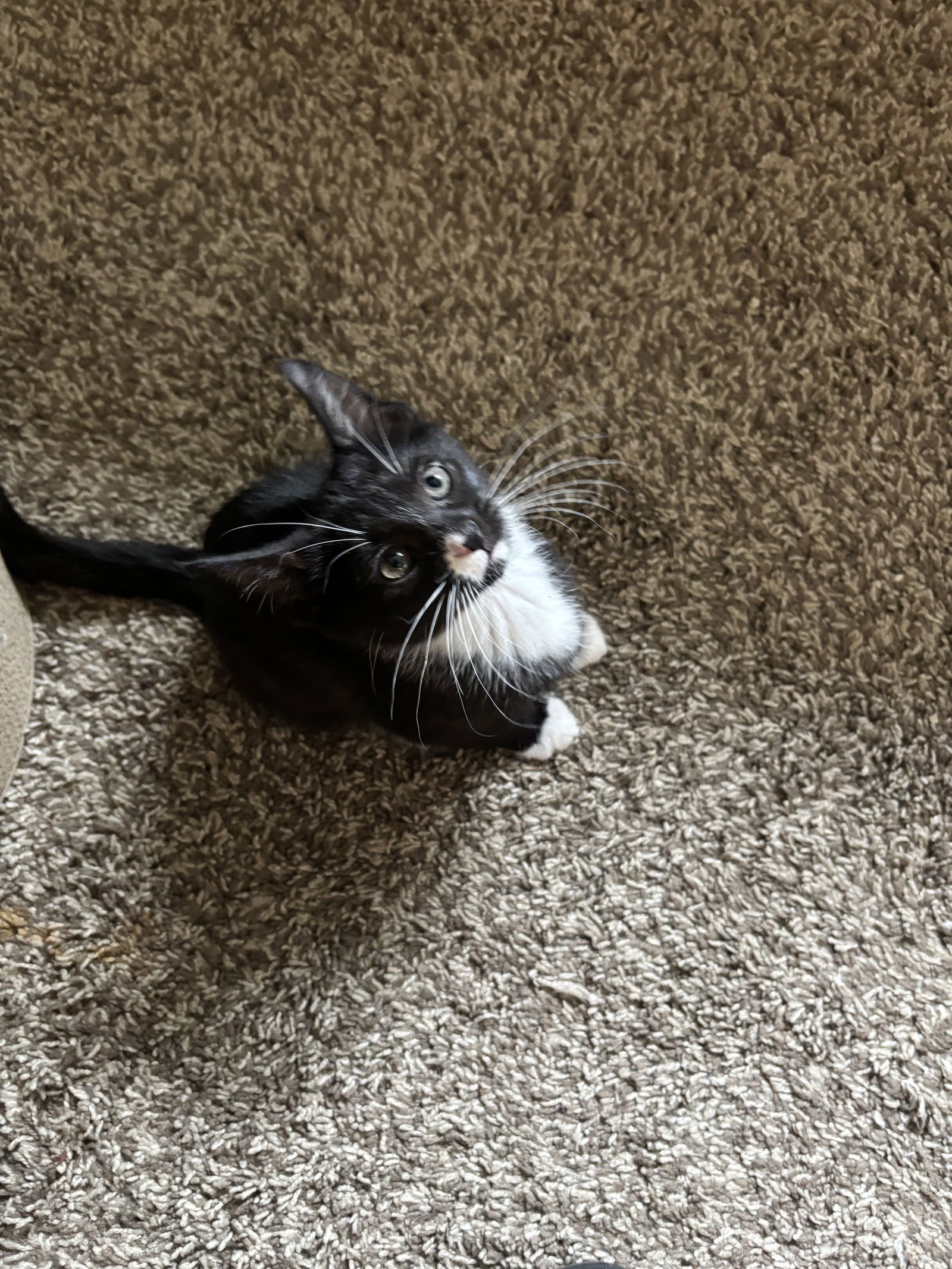 adoptable Cat in Cincinnati, OH named Lilac