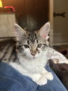 adoptable Cat in  named Primrose
