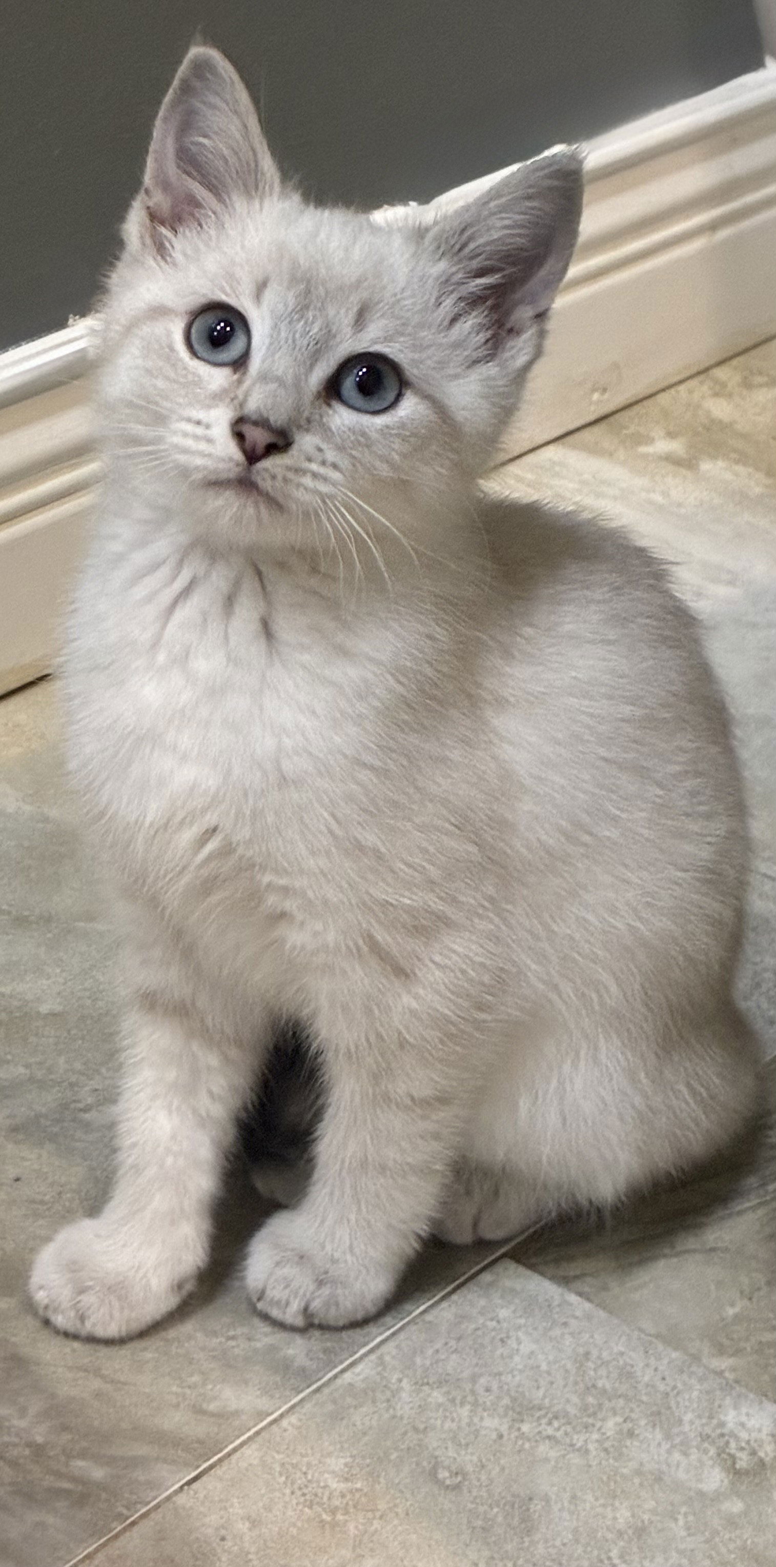 adoptable Cat in Cincinnati, OH named May
