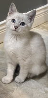 adoptable Cat in  named May