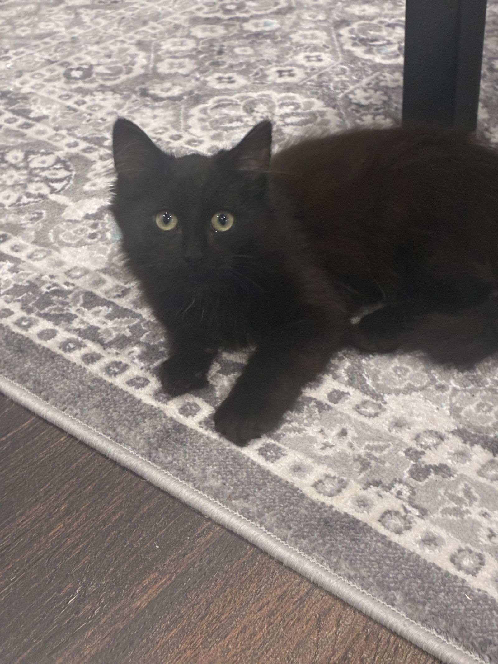 adoptable Cat in Cincinnati, OH named Jud