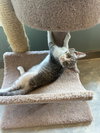 Tilly -lap cat! - Photo 3