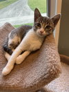 Tilly -lap cat! - Photo 4