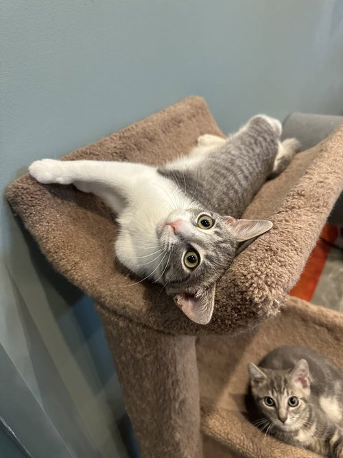 TILLY -LAP CAT! - Tabby / Domestic Short Hair available for adoption