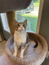 Tilly -lap cat! - Photo 5