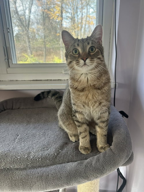 TYLER - Tabby / Domestic Short Hair available for adoption