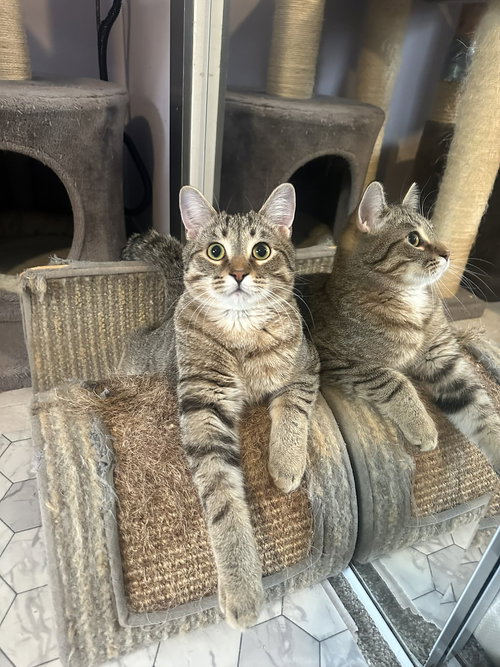 TYLER - Tabby / Domestic Short Hair available for adoption