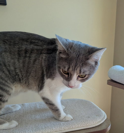 KENNEDI - Tabby / Domestic Short Hair available for adoption