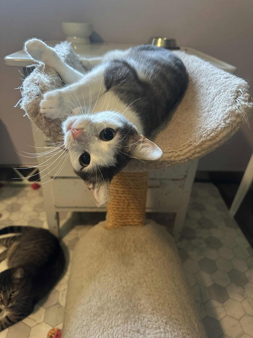 LUCIA - Domestic Short Hair available for adoption