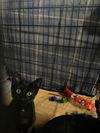 adoptable Cat in , OH named Smudge