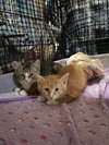 Scooter - Photo 19