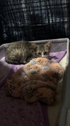 Scooter - Photo 20