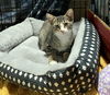 adoptable Cat in , OH named Scooter