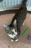 Scooter - Photo 10