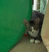 Scooter - Photo 8