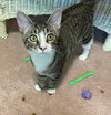 Scooter - Photo 7