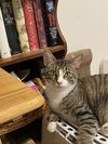 Scooter - Photo 5